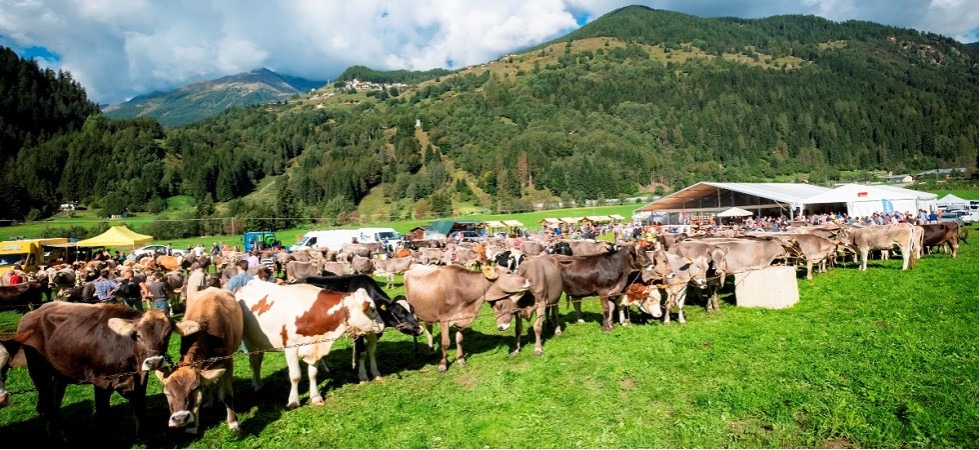 Foto di Mauro Mariotti Verso la grande conclusione della Festa dell'agricoltura in val di Peio